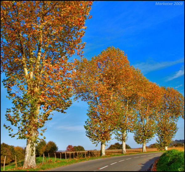 Golden Plane Trees bis