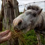 Feeding