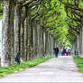 Sous le couvert des arbres