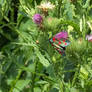 A Rare Black-and-Red Butterfly