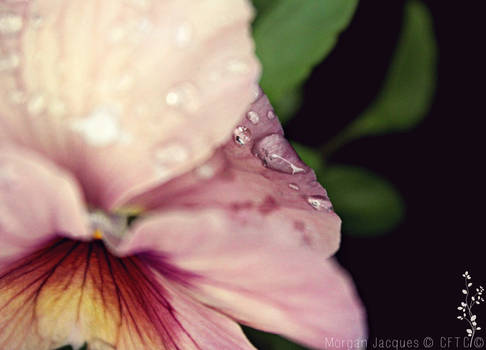 Delicate Pansy