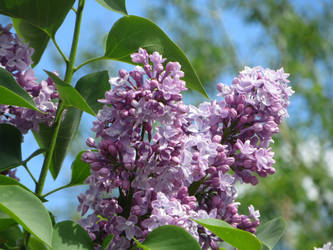 Clear Lilac
