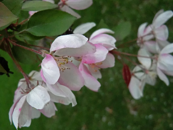 Neighbor's Crabapple Tree 1