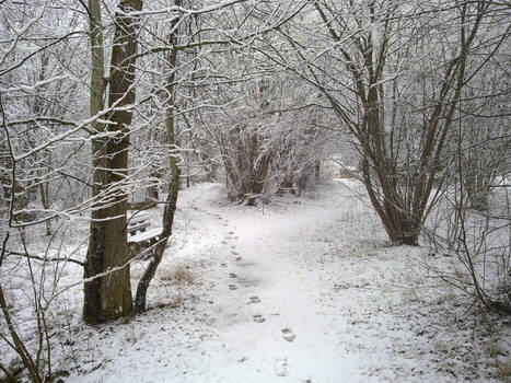 Steps in the snow again