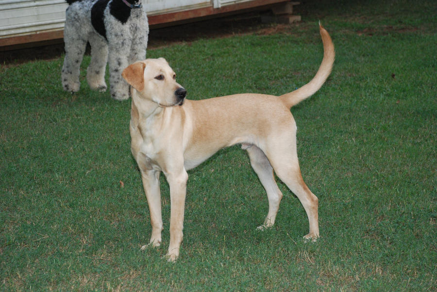 Yellow Labrador