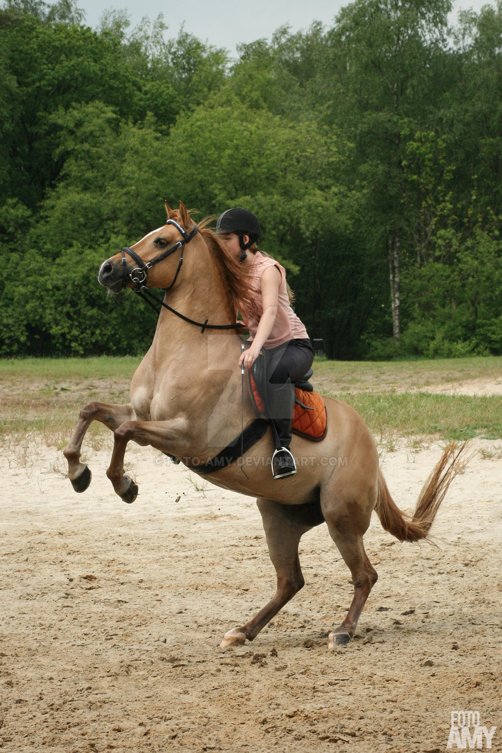 Prancing horse by foto-amy on DeviantArt