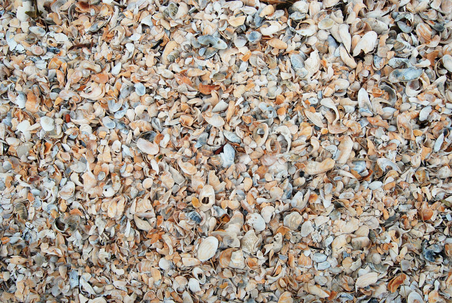 Shells texture 0021