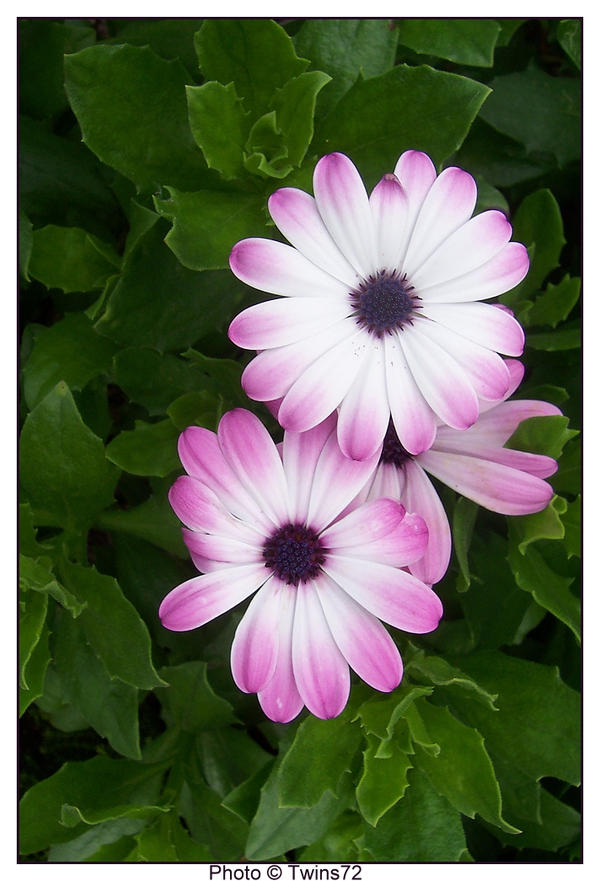 Flower 21 by Twins72