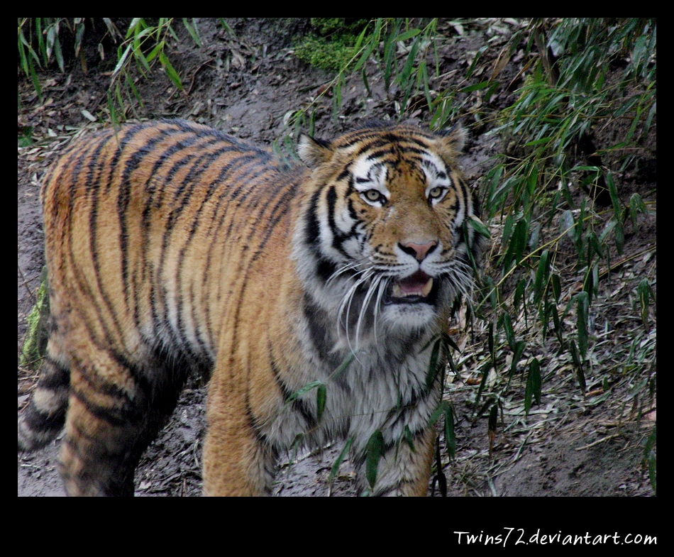 Panthera tigris altaica