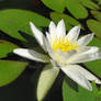 stock water lily 1