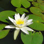 stock water lily 3