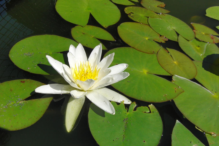 stock water lily 3