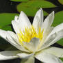 stock water lily 5