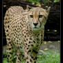 gepard