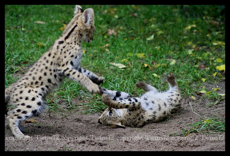 Servals in action