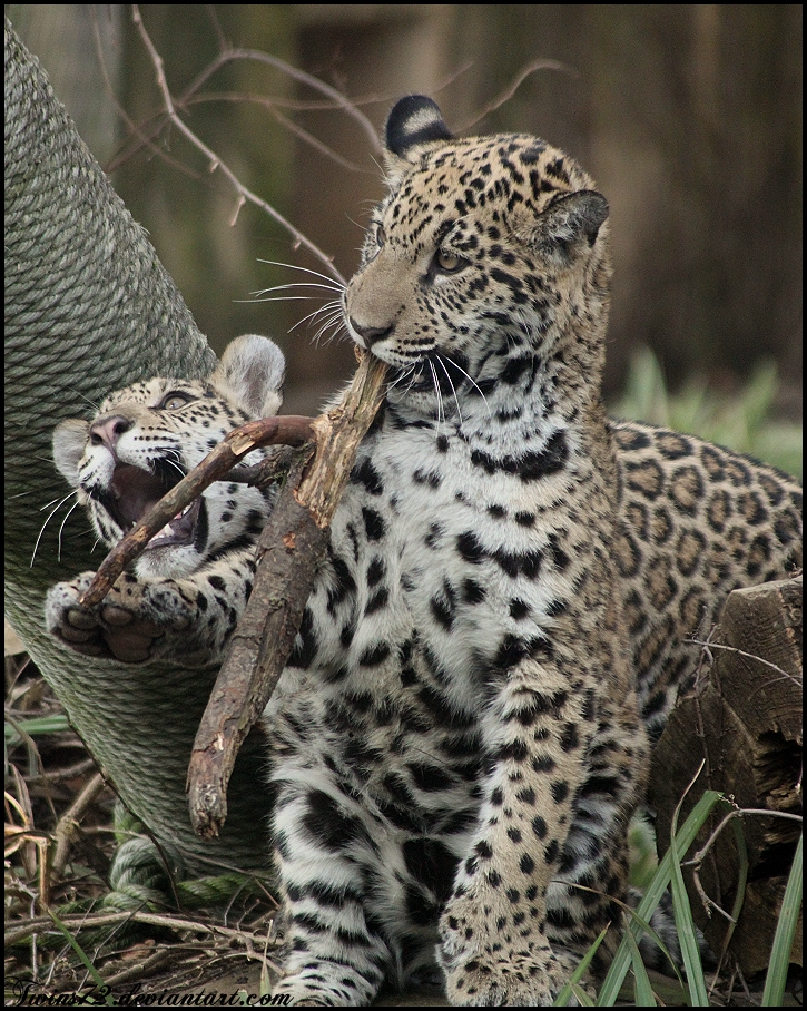 jaguar cubs