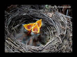 blackbirdchick by Twins72