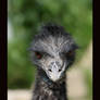 emu