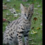 sweet servalbaby
