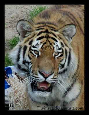 dreamnight-tiger by Twins72