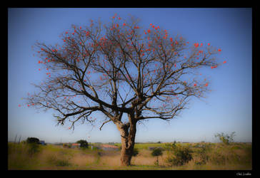 Tree of Nyezane