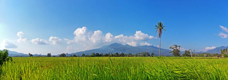 FLORES LANDSCAPE