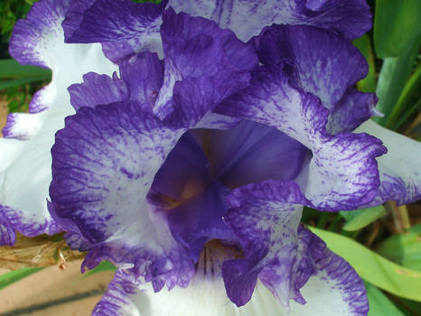 The Amazing Iris