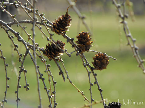 Pine Cones