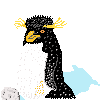 Rockhopper Penguin by RadonTheWolf