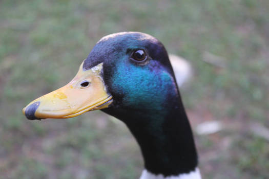 Duck