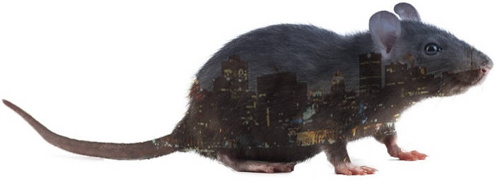 Rat's Ville