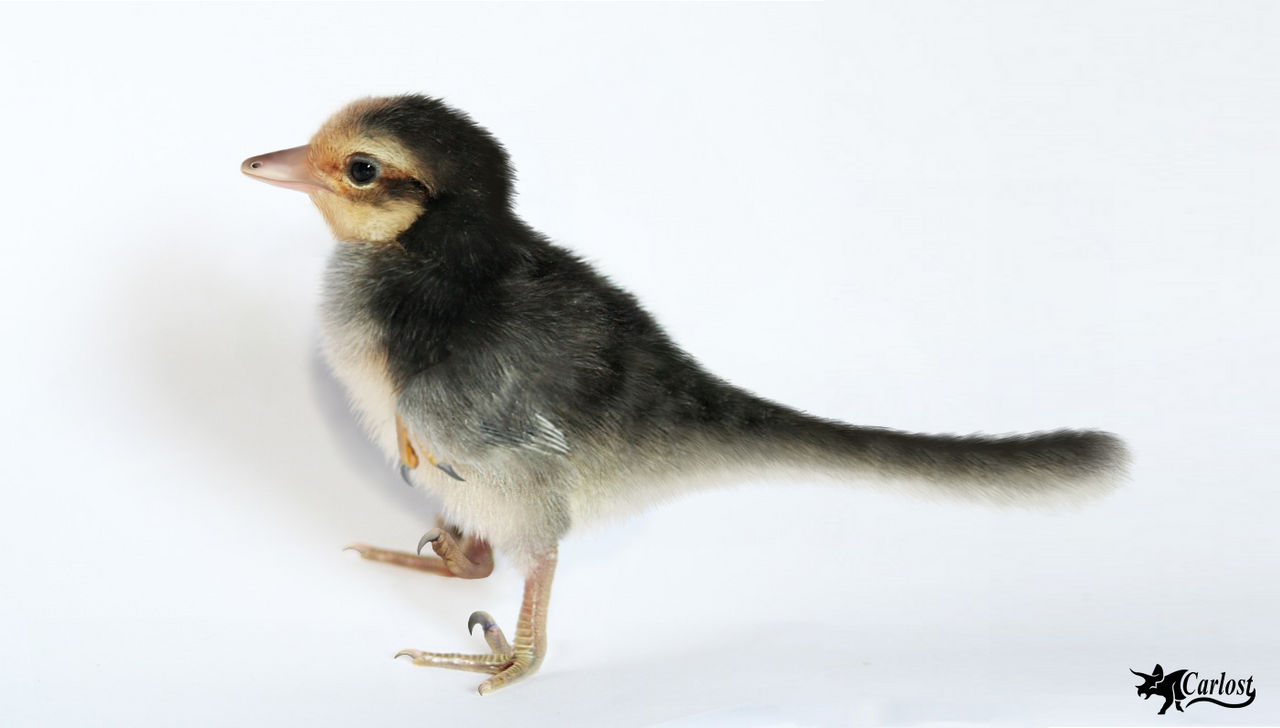 Chickenraptor / Polloraptor by Carlost1205 on DeviantArt