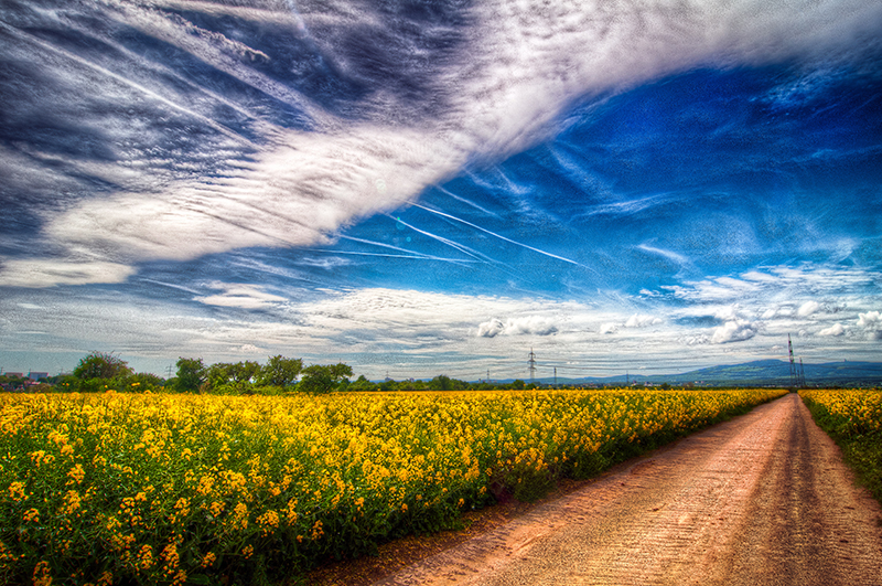 Frankfurt, the road by flowers