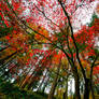 Portland, colors of fall