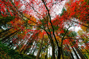 Portland, colors of fall