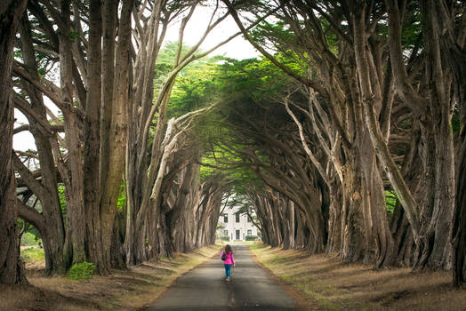 Point Rayes, light on walk