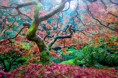 Portland | Japanese garden show yourself