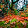 Portland, Japanese Garden fall