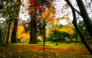 Japanese Garden, withering