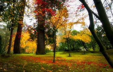 Japanese Garden, withering