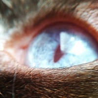 My kitty's eye