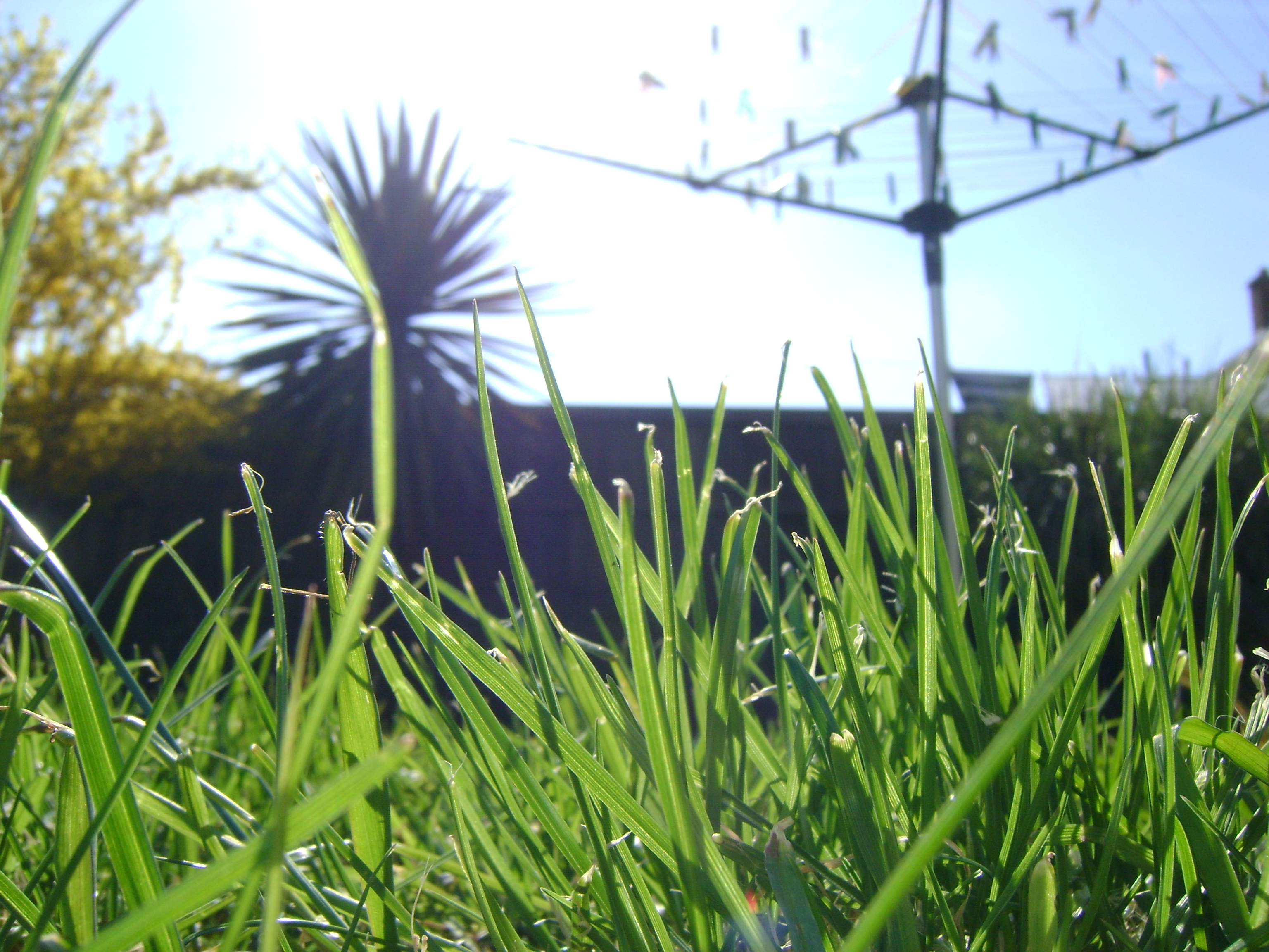 Grass and Washing Line