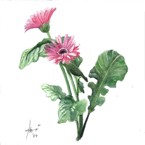 gerbera