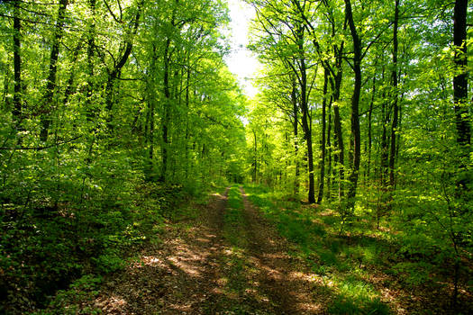 forest path