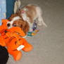 Photo Of My Puppy CC Eating Tigger Plushie