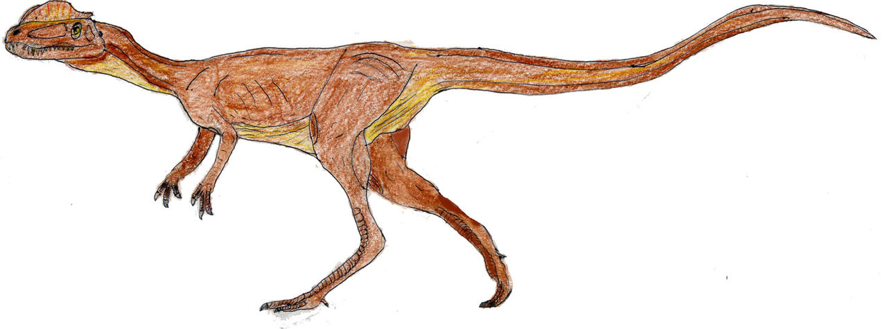 Dilophosaurus wetherilli full