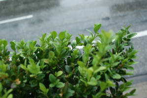 Buxus with raindrops