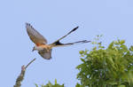 Scissor Tailed Fly Catcher Landing by RickDunlap2