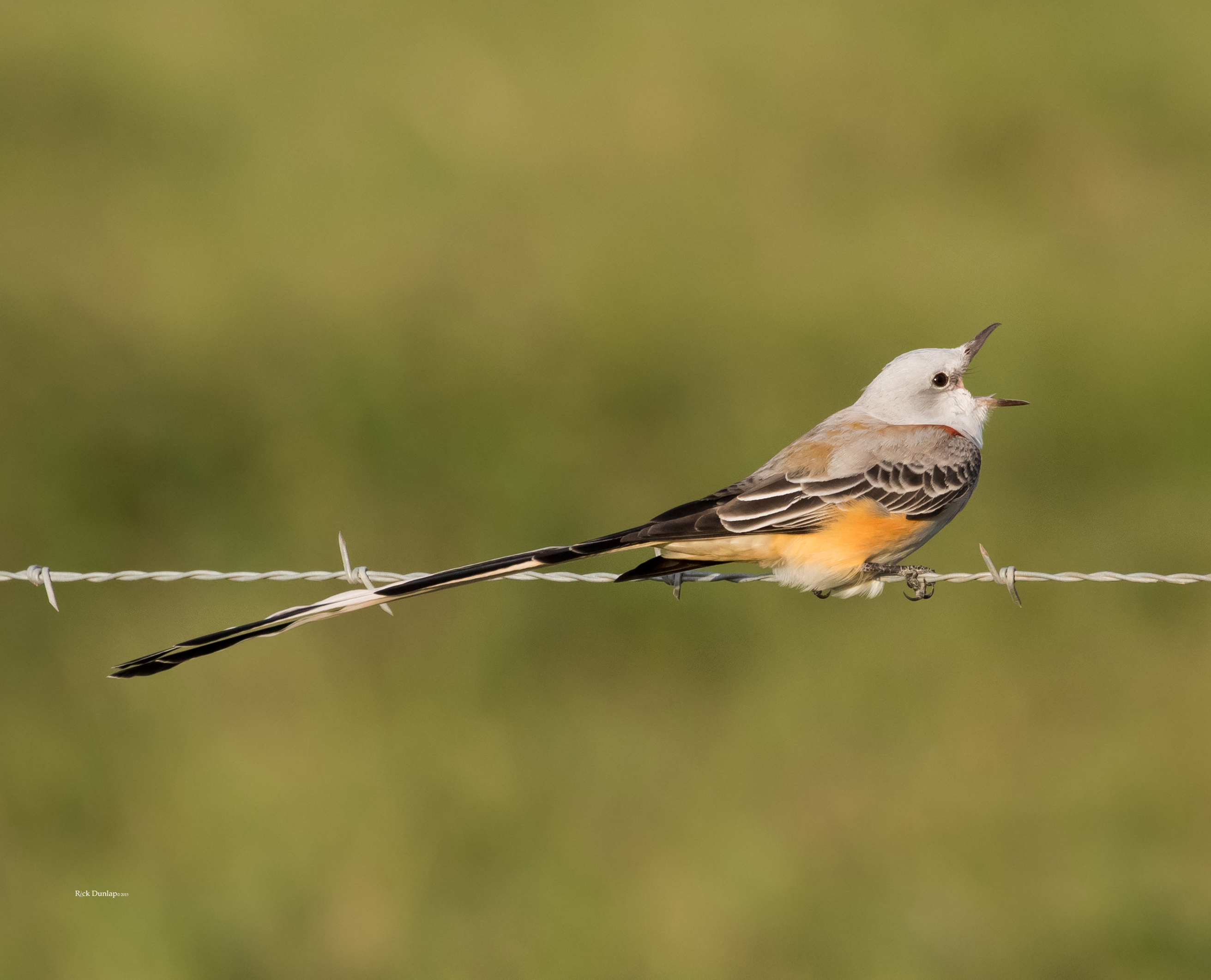 Scissortailed Flycatcher Calling