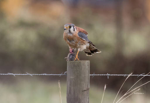 American Kestrel with Prey